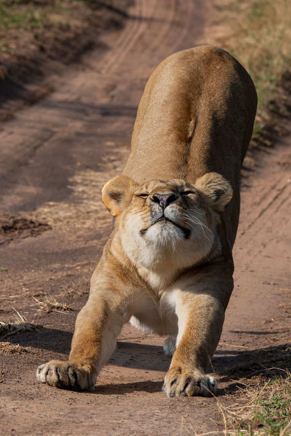 Close-up sequence of a lioness stretching and walking on a dirt path.