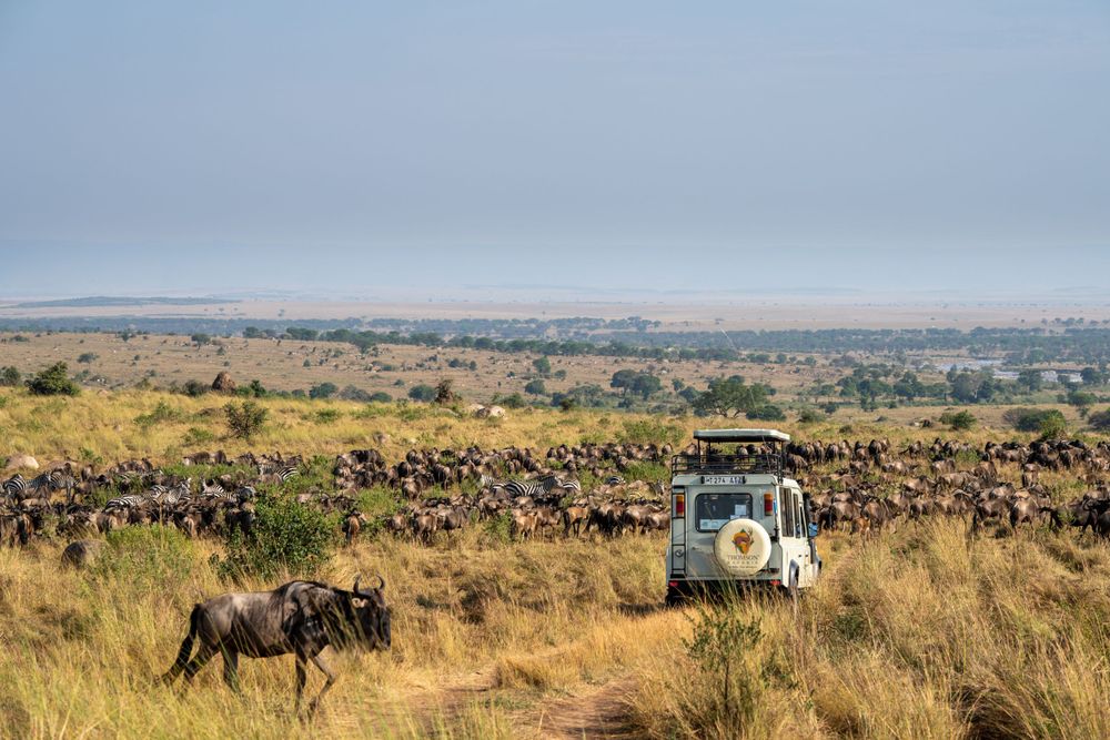 Panoramic view of African savanna with wildlife and safari vehicles in the distance.