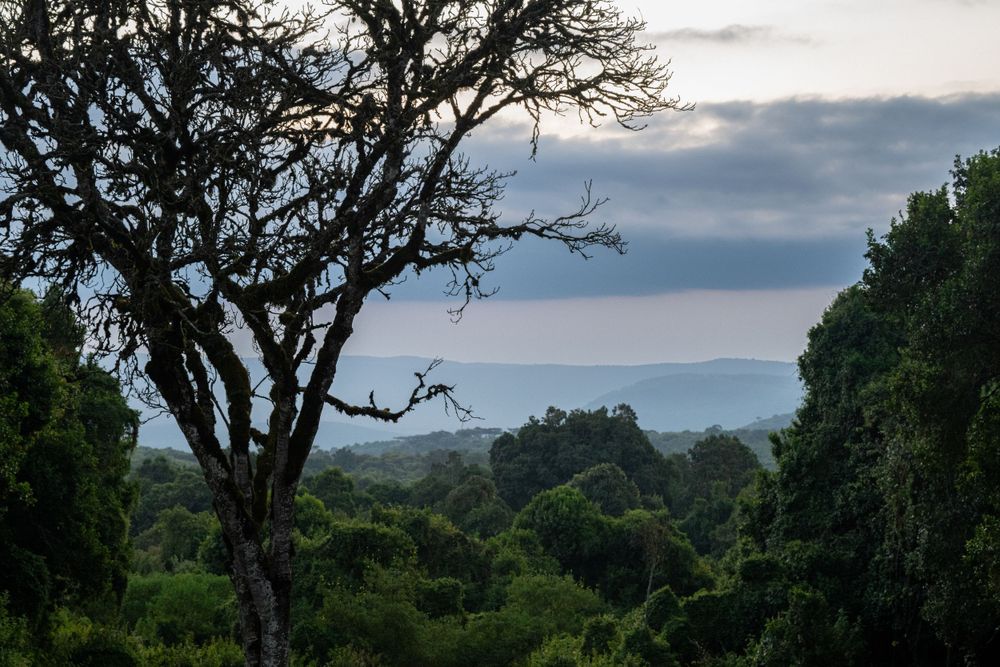 Silhouetted trees against cloudy sky in African landscape at dusk.