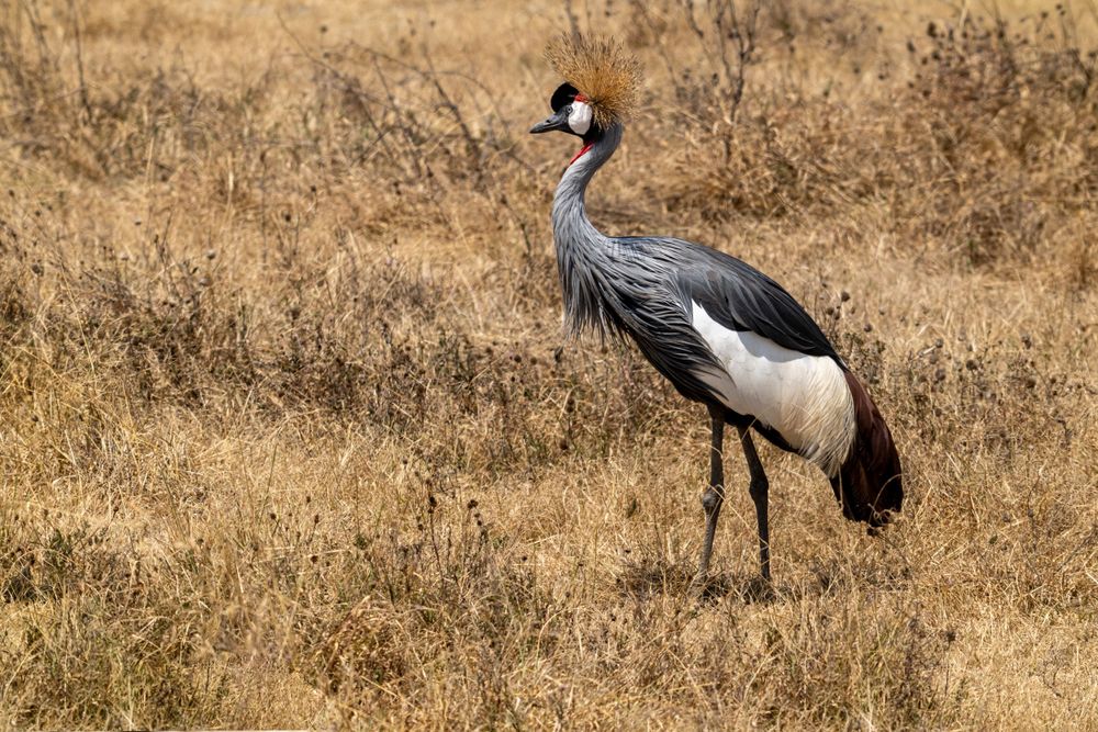 Crowned cranes walking through dry golden grass in African savanna.