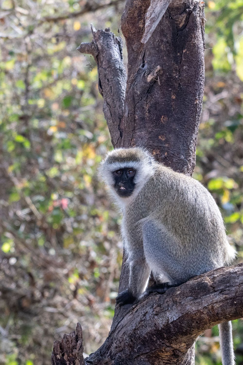 Vervet monkey sitting on tree branch in natural forest habitat.