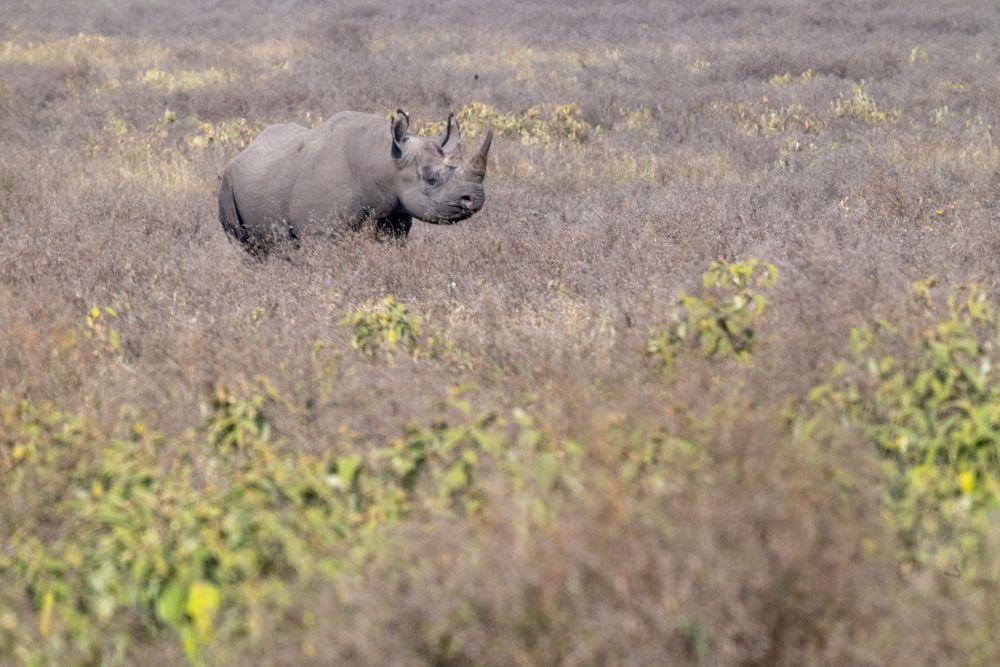 A black rhinoceros grazes in a dry savanna landscape with scattered yellow wildflowers in the background.