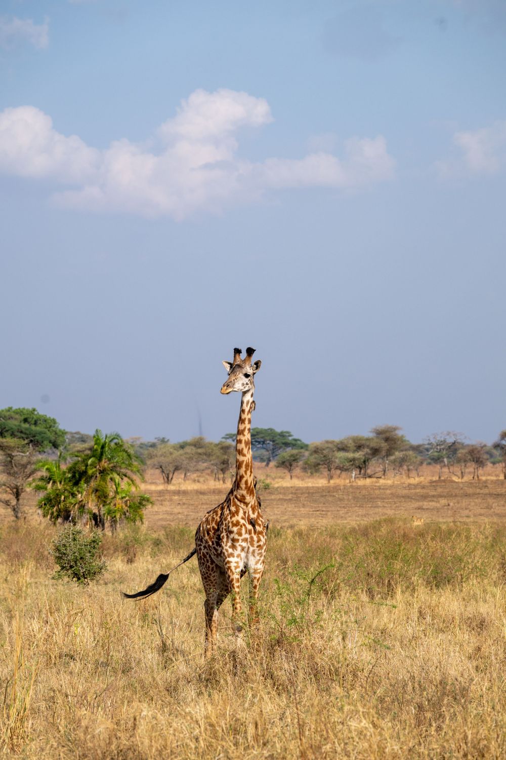 A majestic giraffe stands tall in the African savanna grasslands against a blue sky background.
