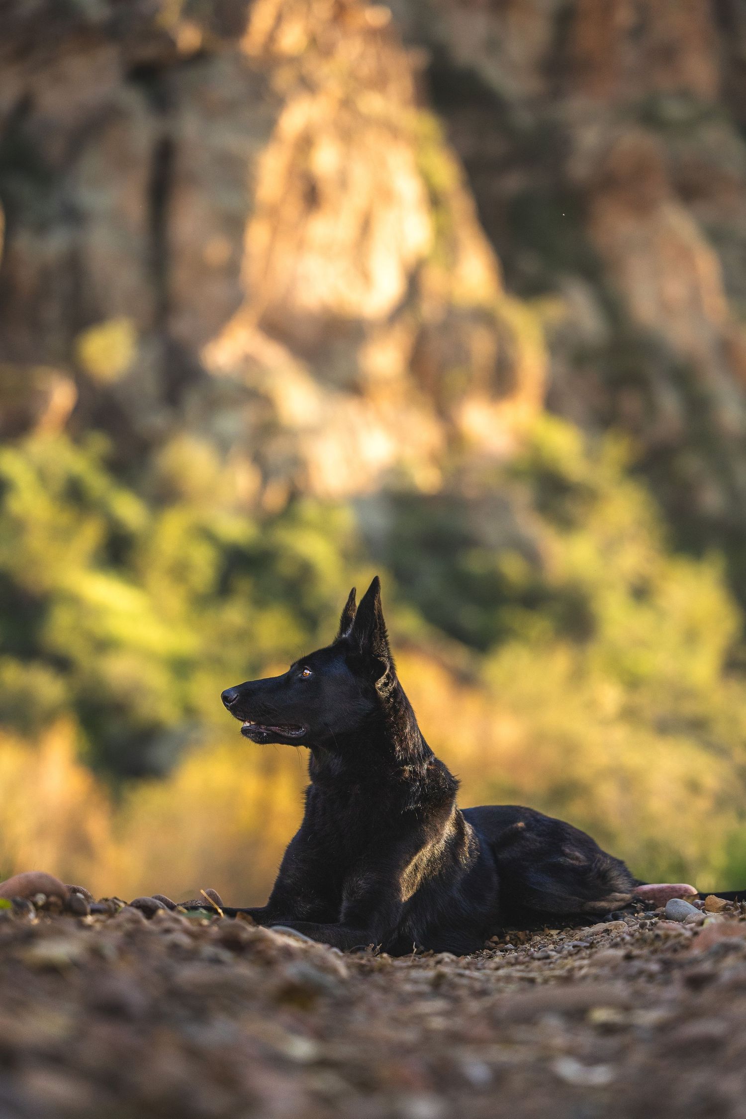A Belgian Malinois stands next to a pool.