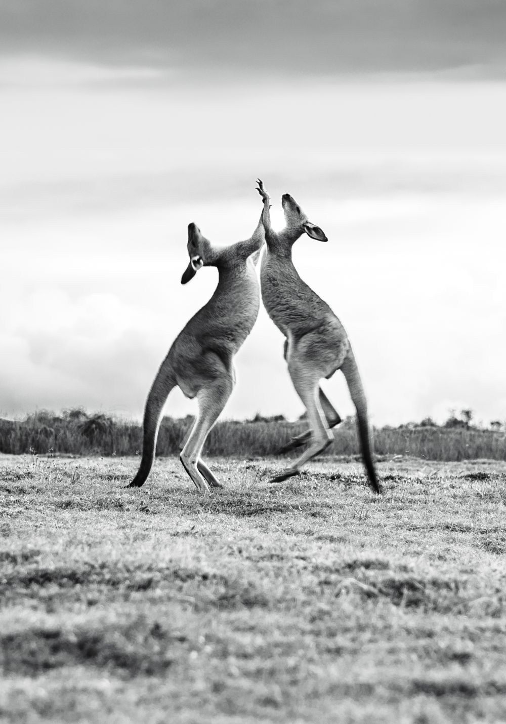 Two kangaroos standing upright and boxing each other in a grassy field.