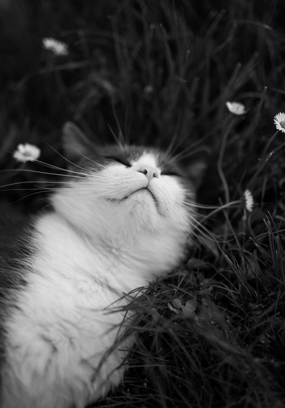 White fluffy cat lying in grass with small flowers in black and white photography.