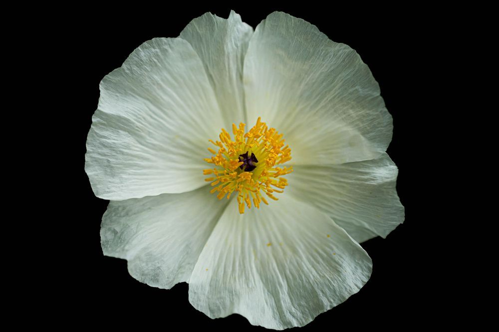 White matilija poppy flowers with bright yellow centers bloom against a dark background in a series of macro shots.