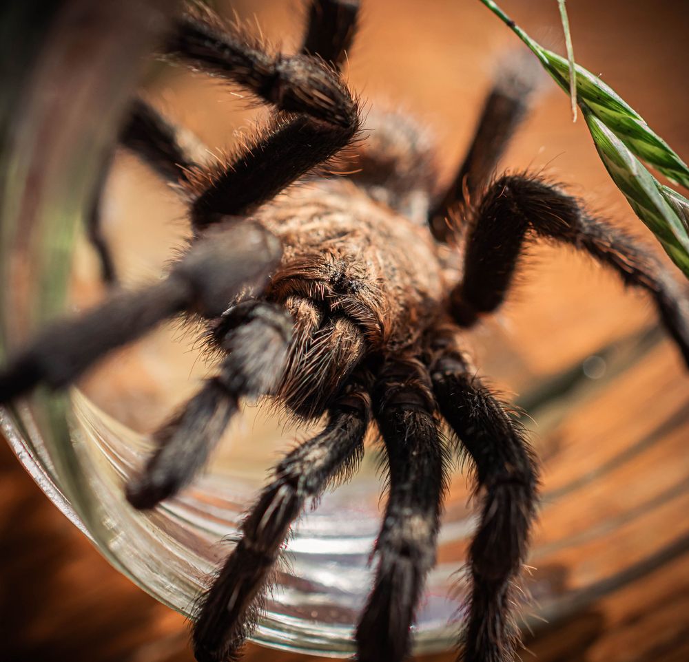 Close-up macro sequence of a tarantula spider crawling on glass surface with blurred orange background.