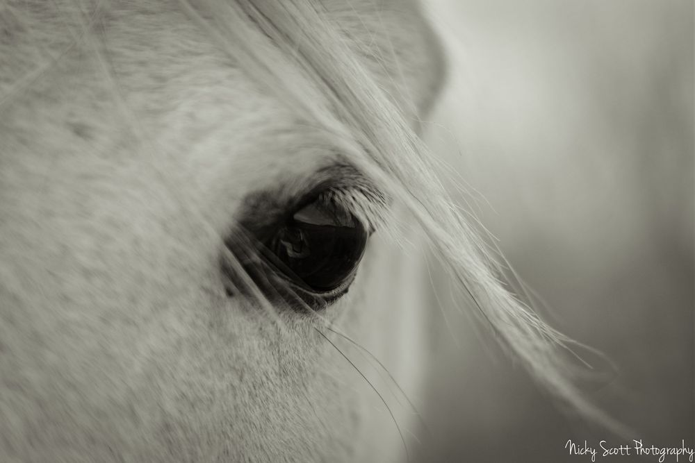 A close-up black and white photograph of a horse's eye with delicate eyelashes and soft lighting.