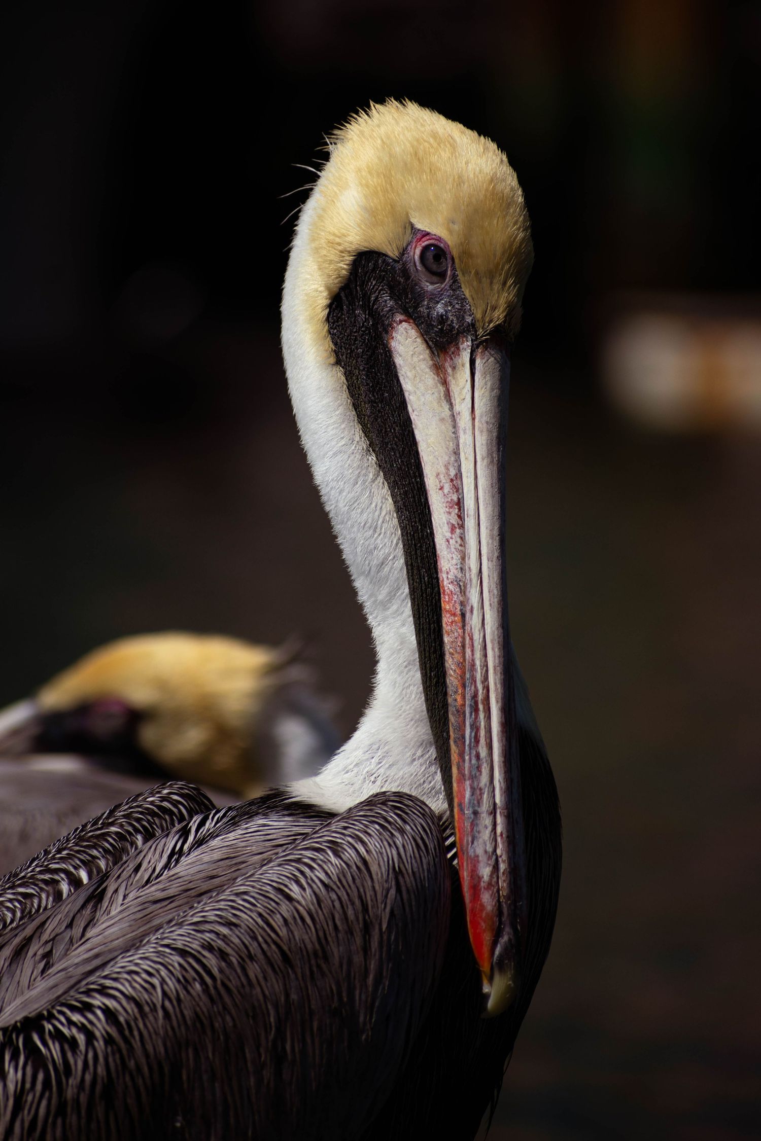 Close-up portrait of a Brown Pelican with yellow head, long beak, and dark plumage against a dark background.