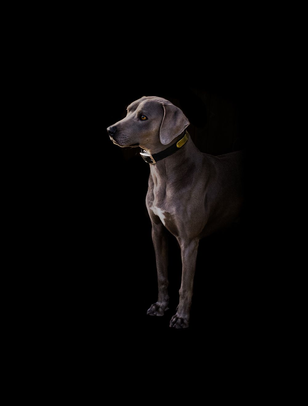 A sleek black Great Dane dog poses against a dark background showing its elegant profile.