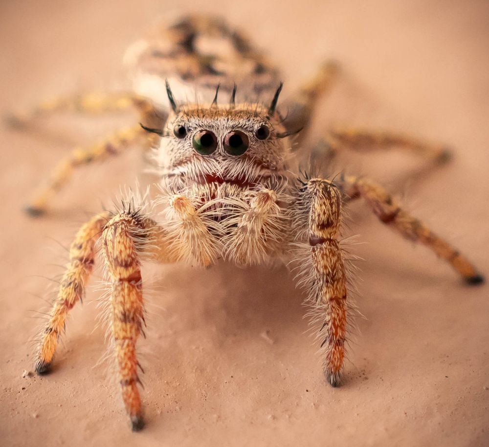 A macro close-up photo of a fuzzy brown jumping spider with large eyes and hairy legs on a beige surface.