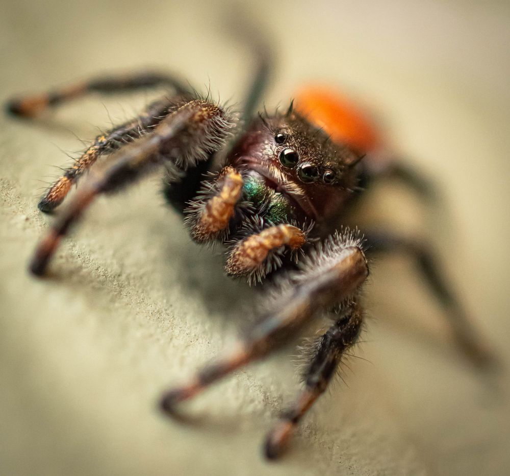 Detailed macro shots of a jumping spider's legs and body from different angles.