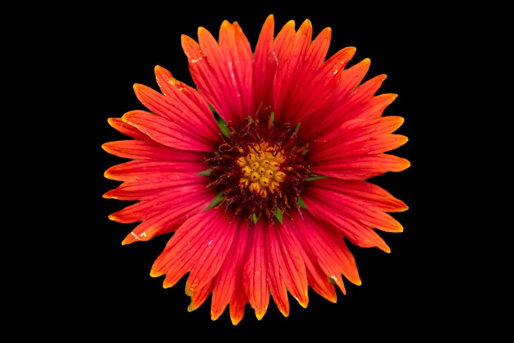 Series of vibrant red Gerbera daisy flowers against a black background showing different angles and perspectives.