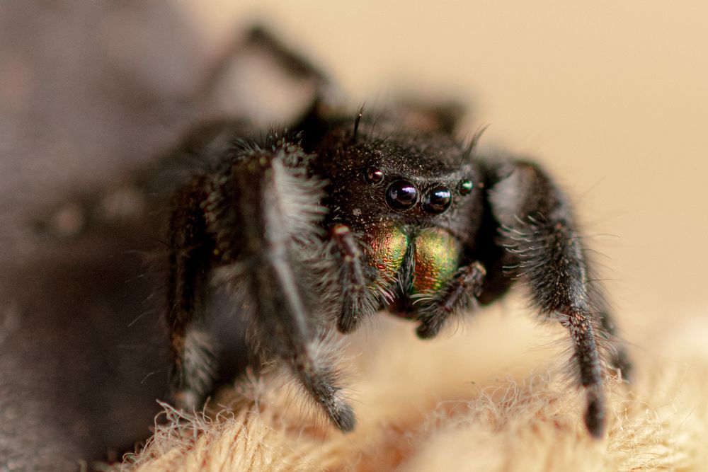 A macro photograph shows the intricate details of a jumping spider's eyes and face against a beige background.
