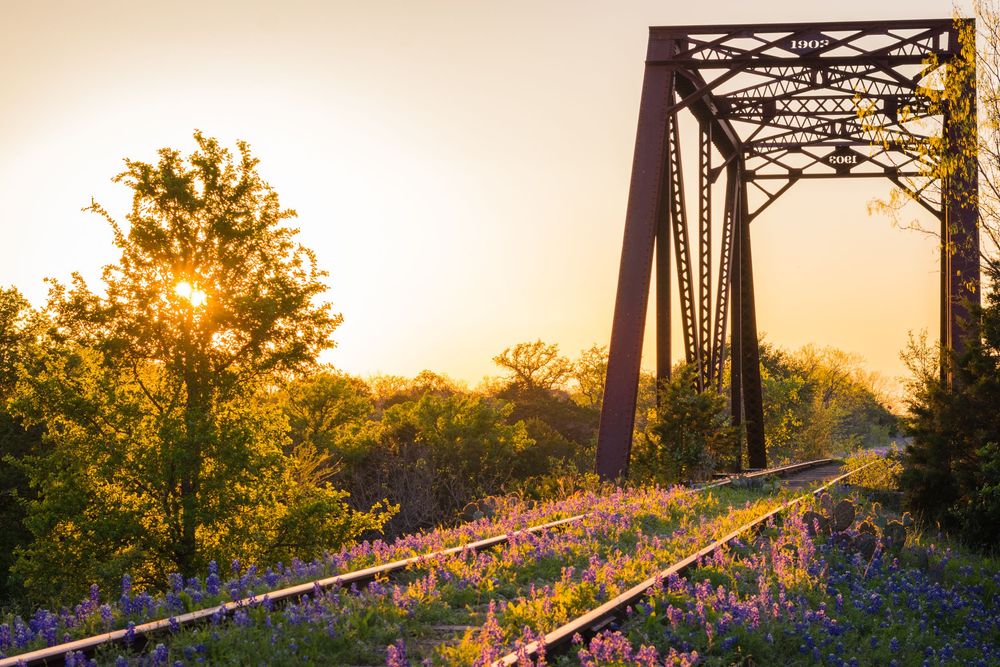 Scenic railroad bridge at sunset with vibrant wildflowers blooming along the tracks in golden evening light.