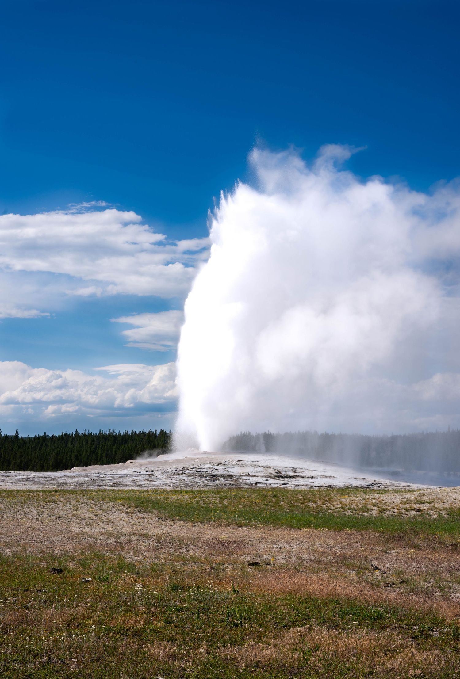 Old Faithful geyser erupting with a powerful steam column against a blue sky at Yellowstone National Park.