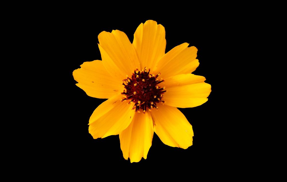 A vibrant yellow Cosmos flower with dark center blooms against a black background in progressive stages of opening.