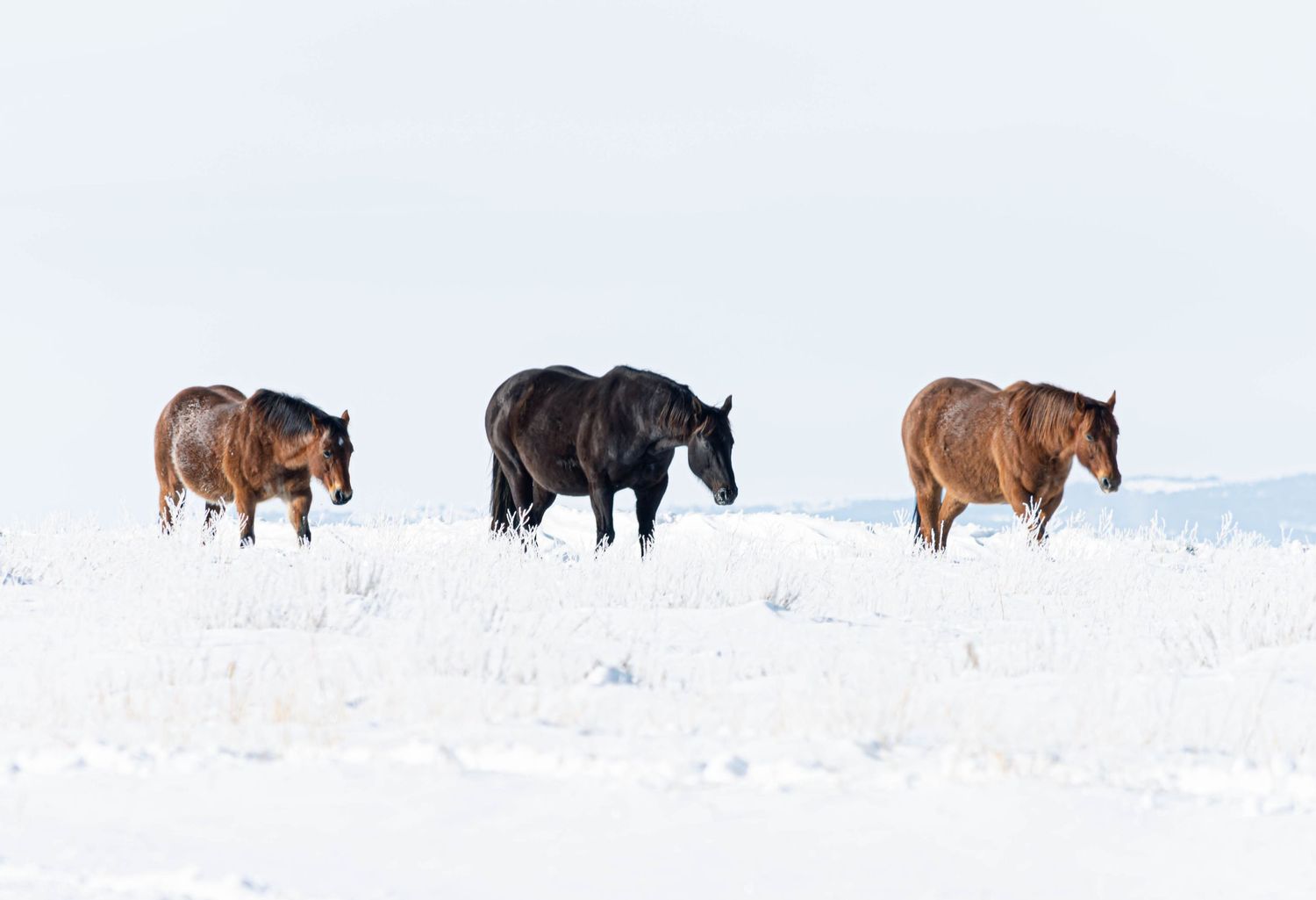 A herd of horses grazes together in a snow-covered winter field landscape.