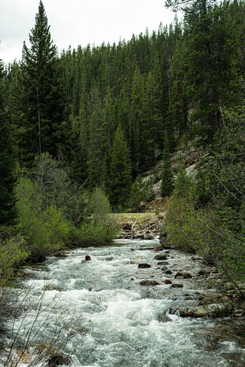 Fast-flowing mountain river cuts through evergreen forest with white rapids over rocky terrain.