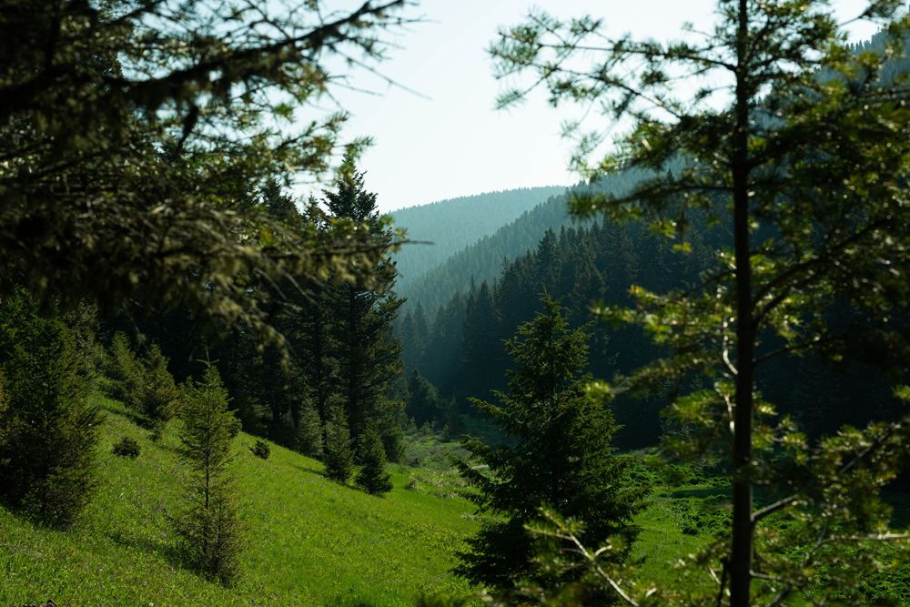 Rolling green hills dotted with pine trees stretch across a mountain landscape.