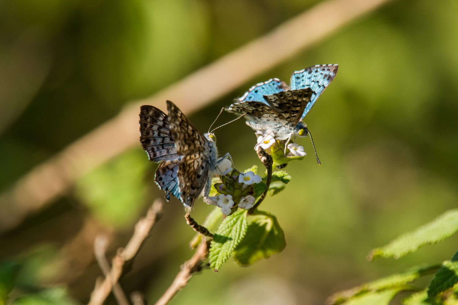 Wildlife: Butteryfly
Hugh Ramsey Nature Park
Harlingen,TX