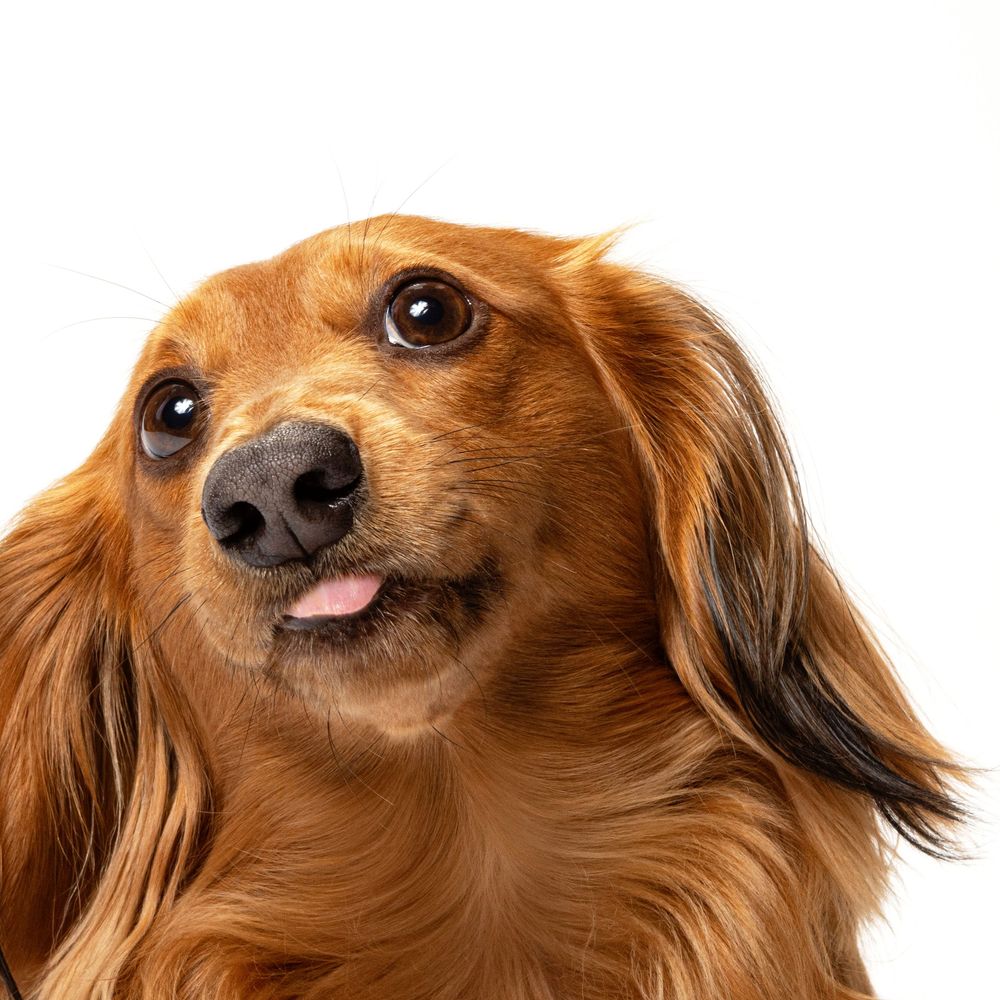 A brown long-haired dachshund dog's face with his tongue out in a  cropped closeup showing playful expression.