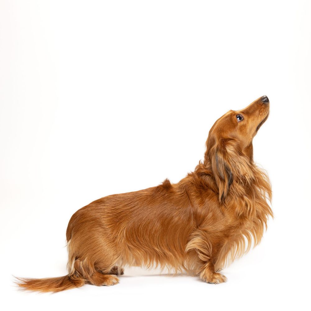 Long-haired dachshund with golden brown coat looking upward in profile pose against white background.