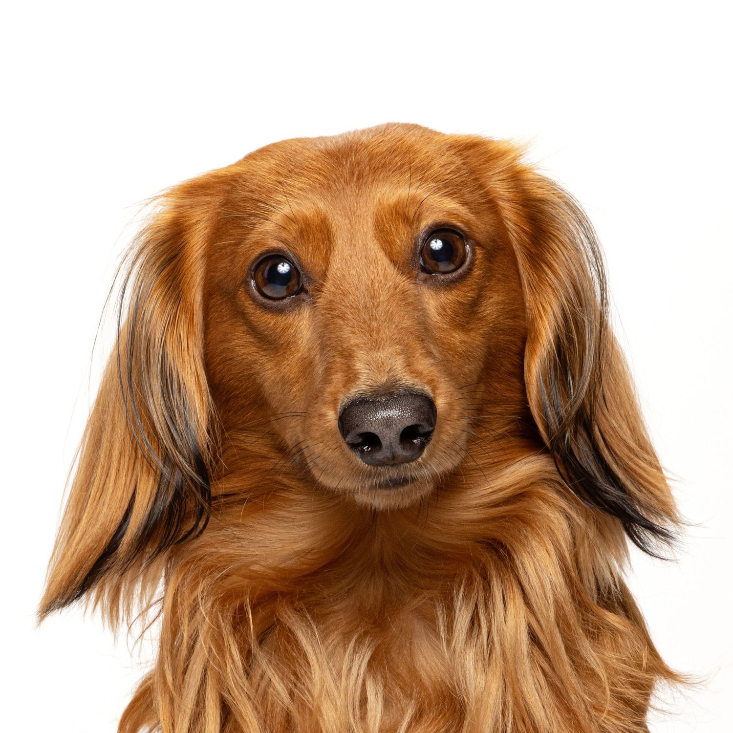 A reddish-brown long-haired dachshund with big expressive eyes against a white background.