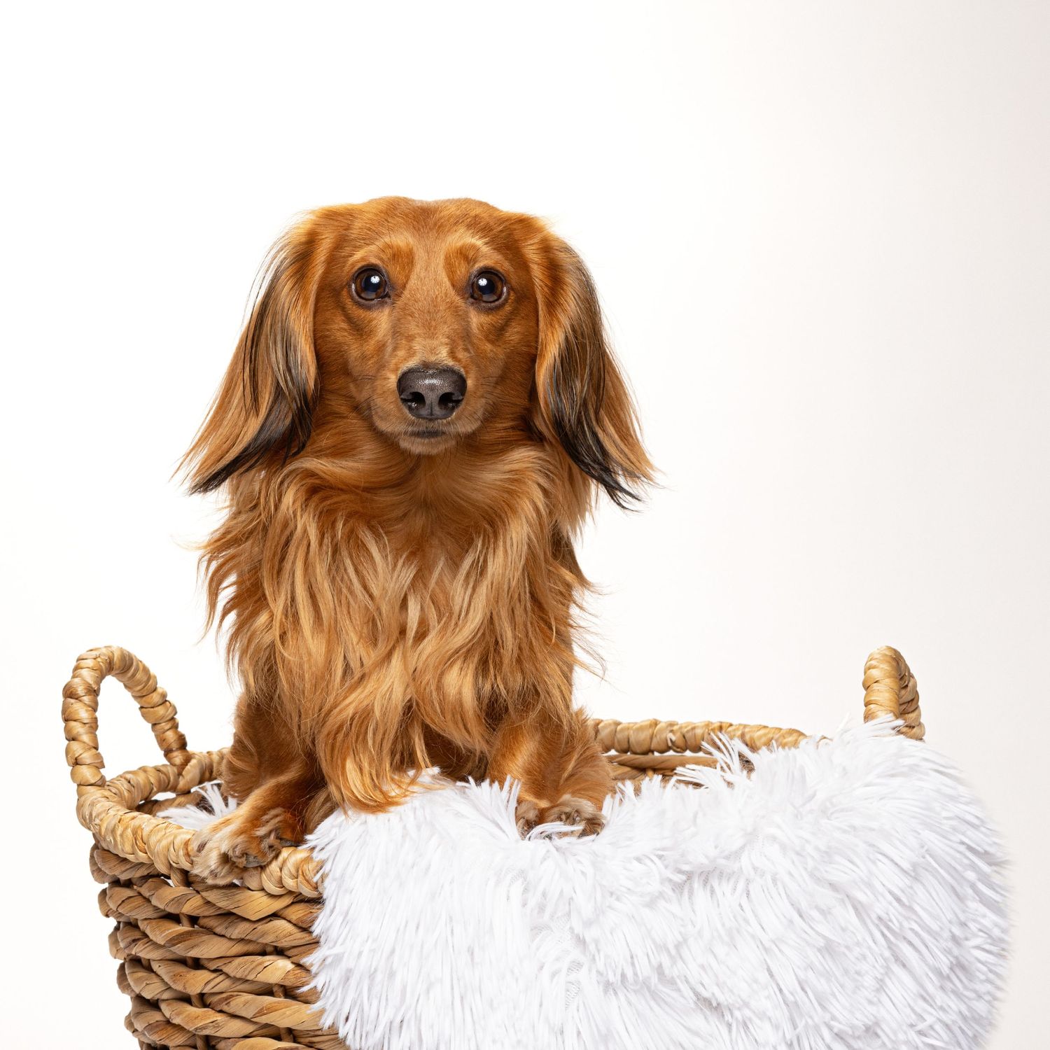 A long-haired dachshund puppy sits in a woven basket with a fluffy white blanket against a white background.