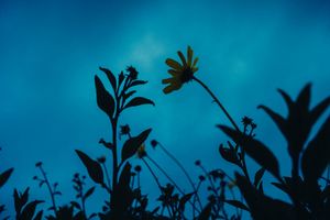 Plant silhouettes against a deep turquoise twilight sky create a moody nature backdrop.