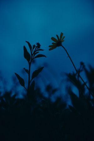Silhouettes of plant leaves against a deep blue twilight sky creating a dramatic nature backdrop.