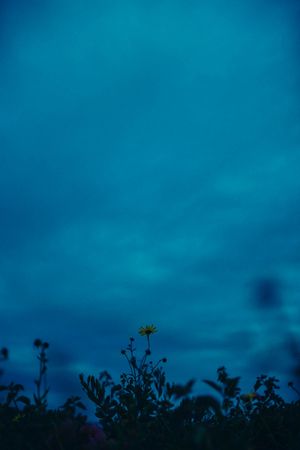 Silhouette of wildflowers against a deep blue twilight sky creating a moody nature scene.