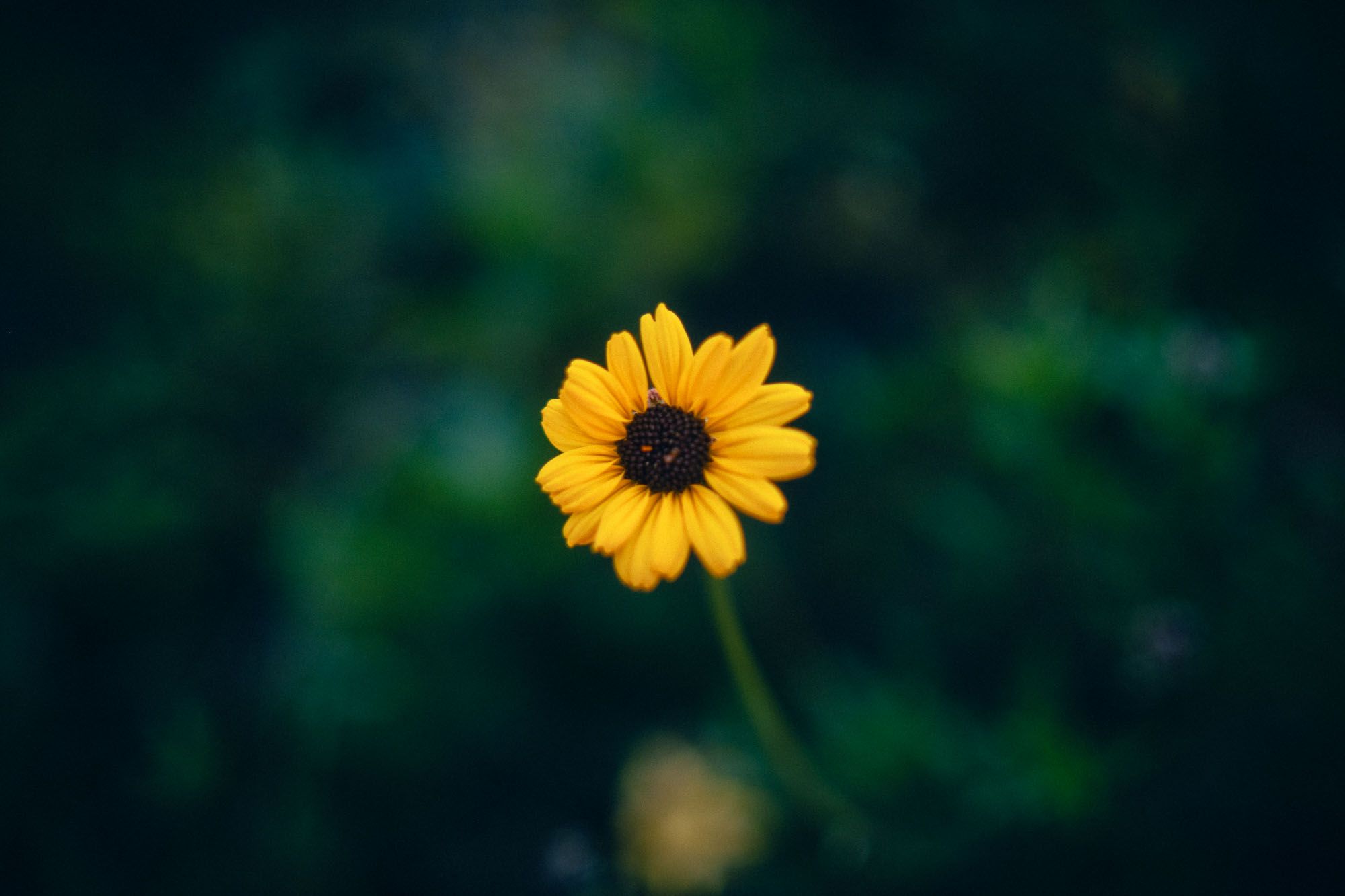 Single vibrant yellow Black-eyed Susan flower in bloom against a dark green blurred background.
