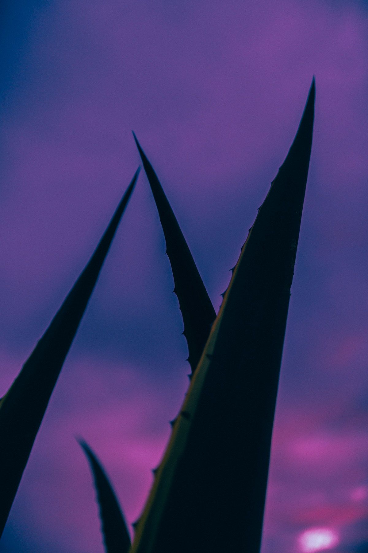 Sharp silhouetted agave plant leaves against a vibrant purple and blue twilight sky.