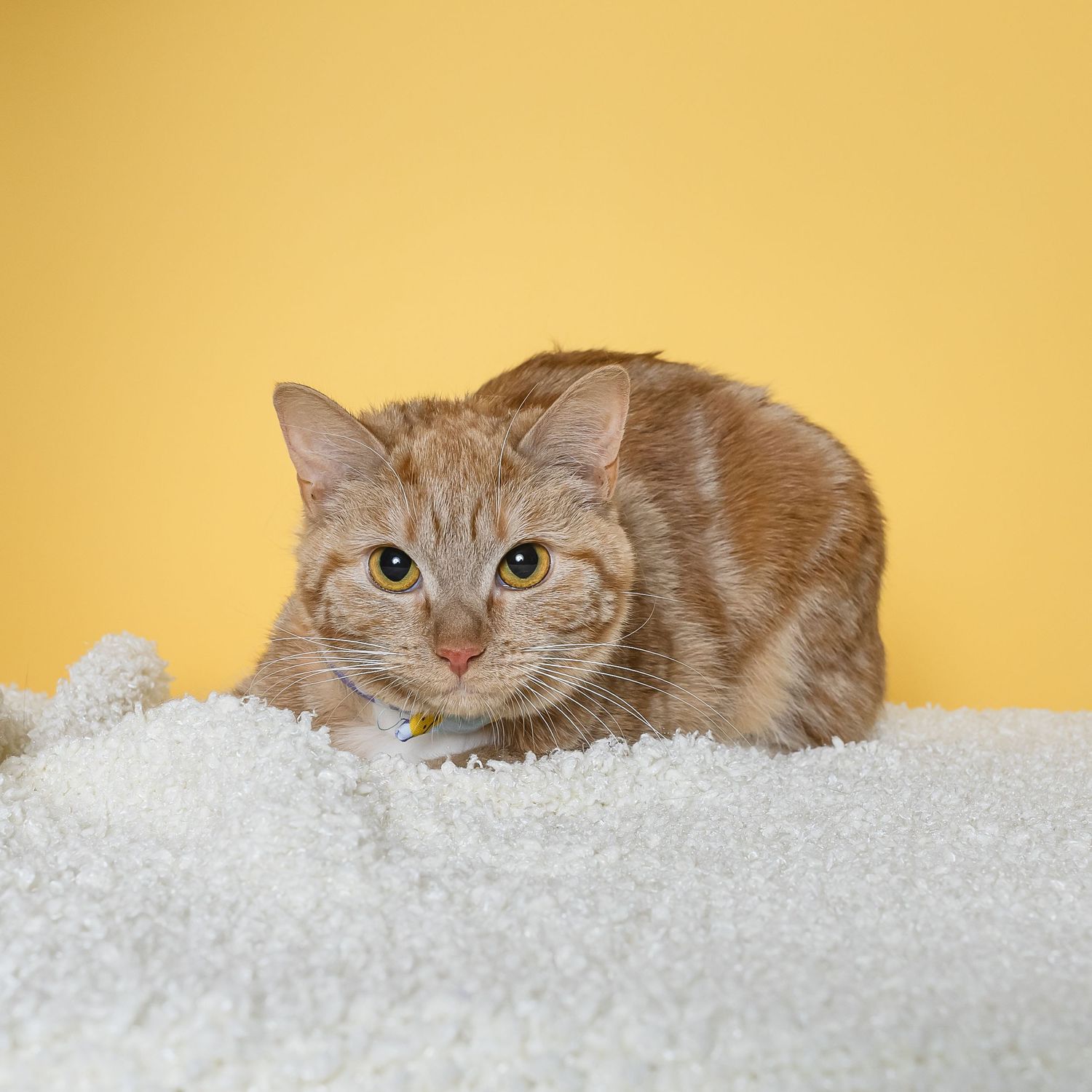 Orange tabby cat with bright yellow eyes lying on white blanket against golden yellow background.