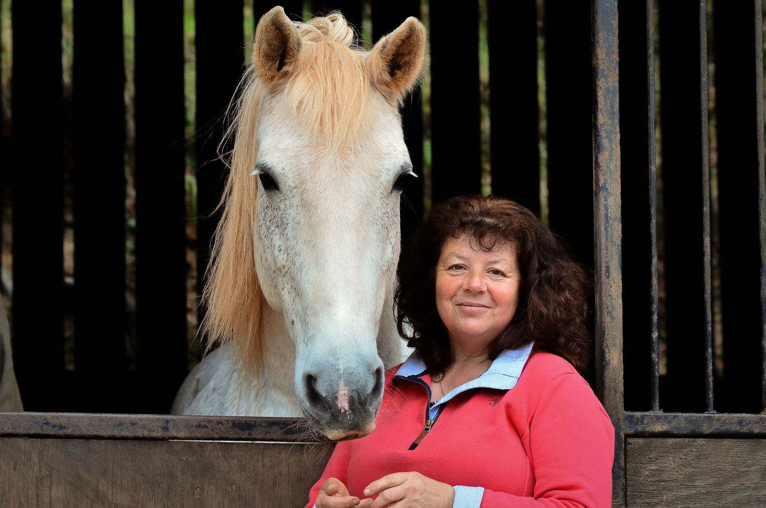 A white horse peeks out from a wooden stable next to its companion.