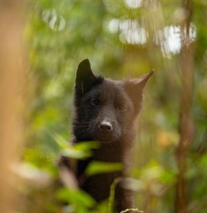 Close-up portrait of a dark-furred fox peeking through green foliage.
