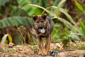 German Shepherd dog exploring and sniffing around in lush green foliage.