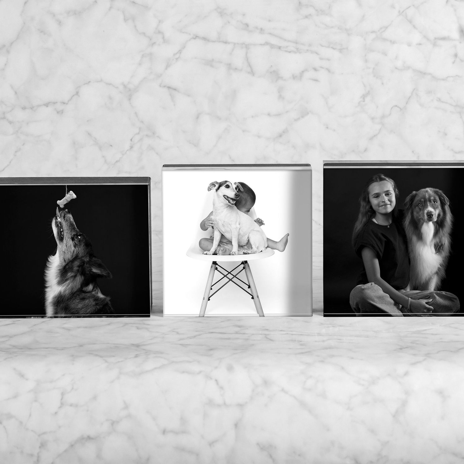 A triptych of black and white photos on acrylic boxes showing dogs sitting in three different poses against contrasting backgrounds.
