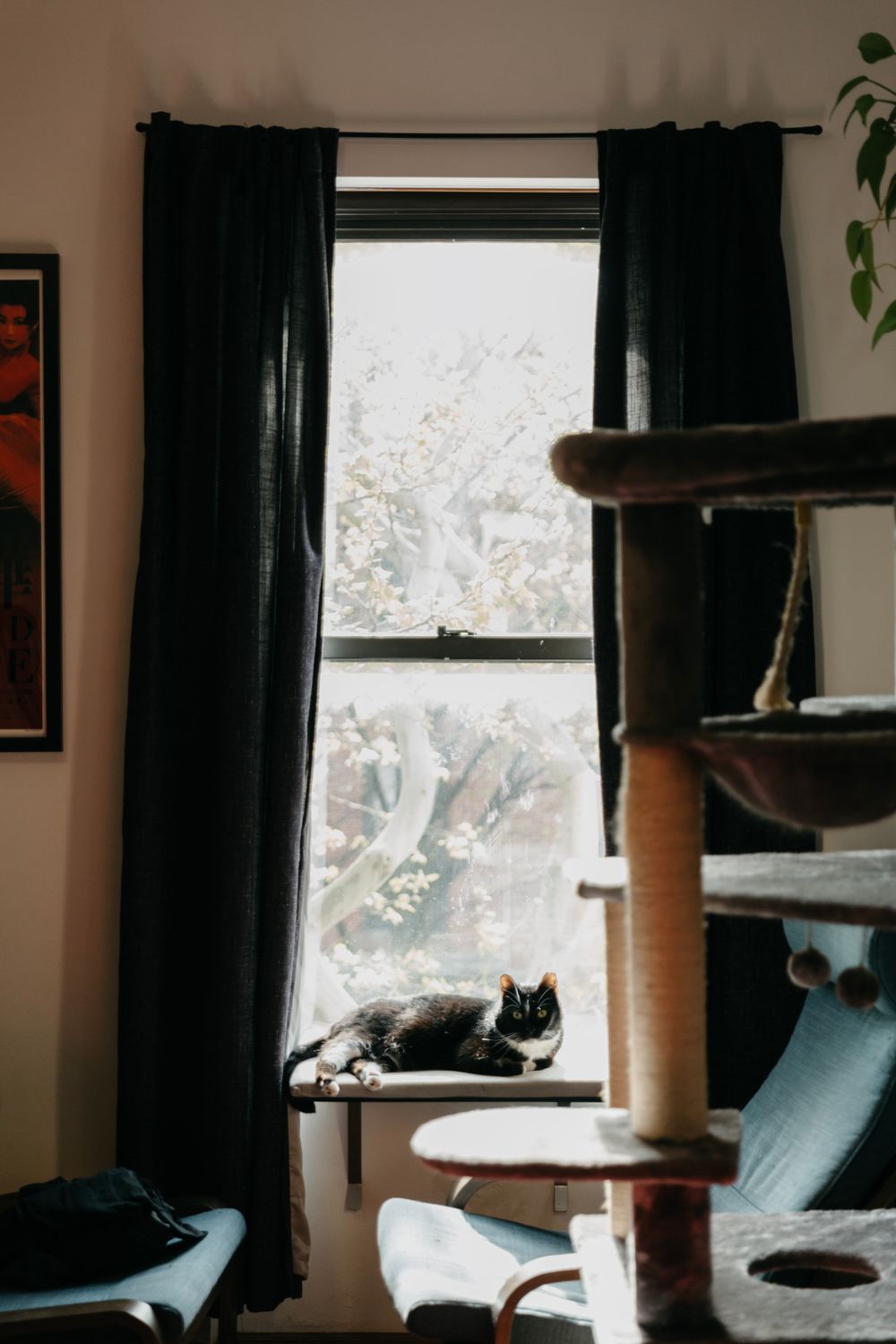 Black and white cat resting on a window sill beside dark curtains, with a cat tree nearby.