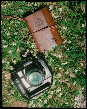 Vintage transparent canon camera resting on a bed of green leaves.