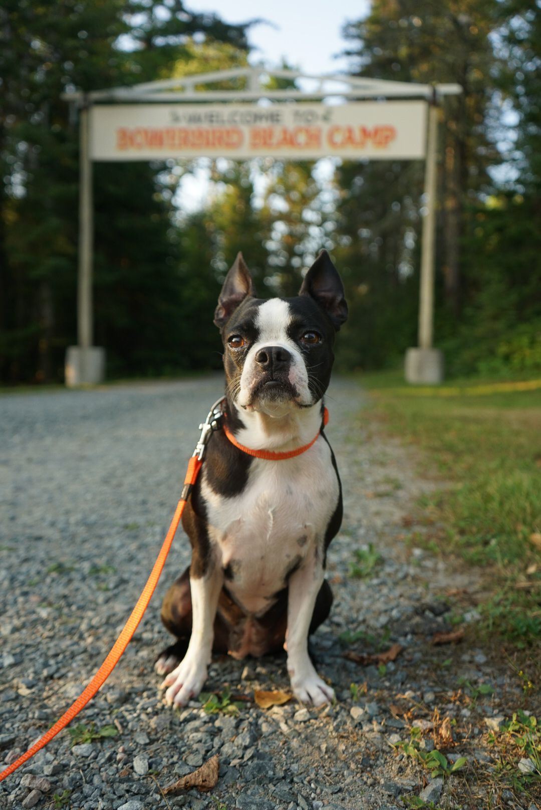 Boston Terrier puppy sitting on gravel path under Bowerbird Beach Camp entrance sign.