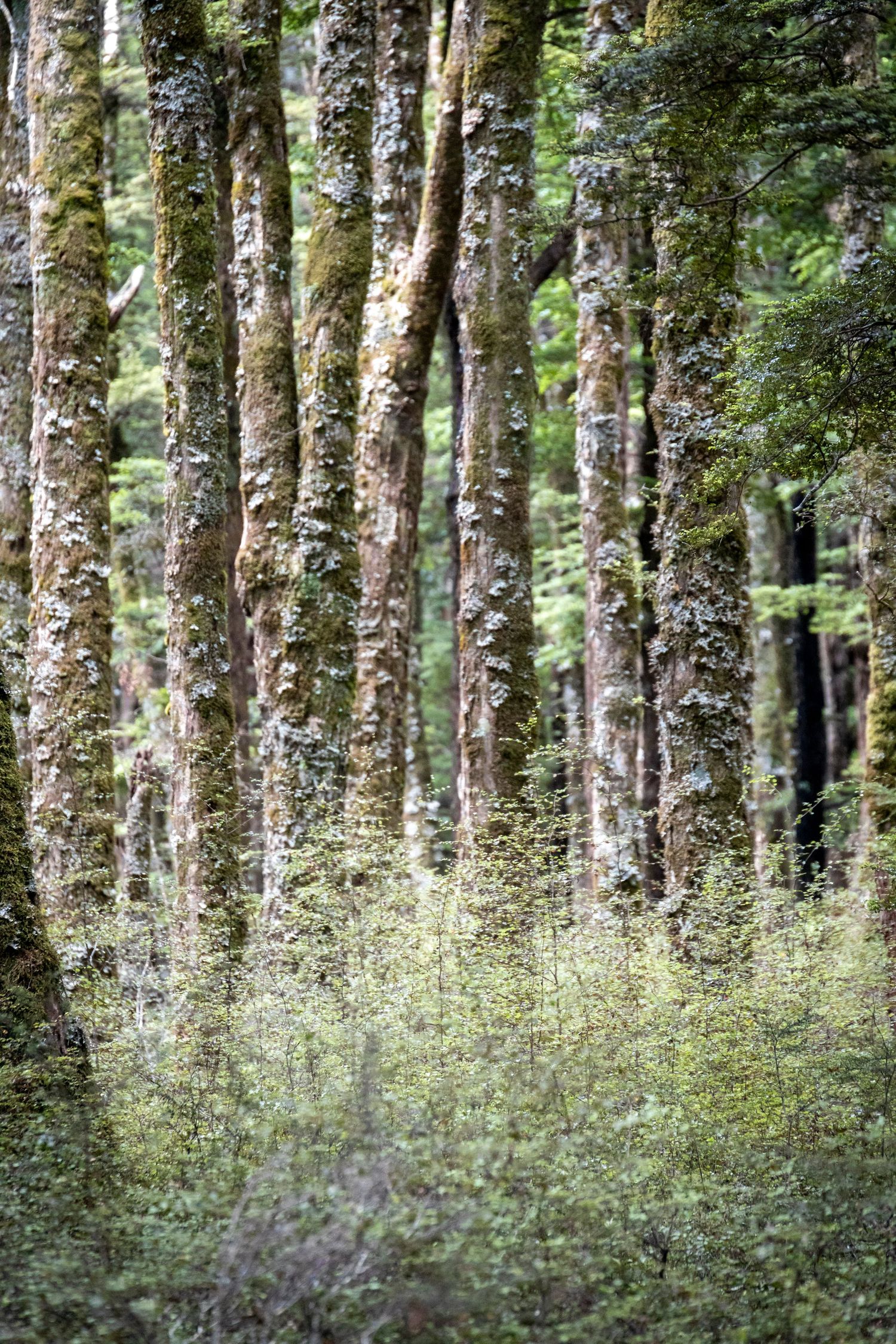 Quiet forest scene with slender tree trunks and soft green undergrowth in filtered natural light.