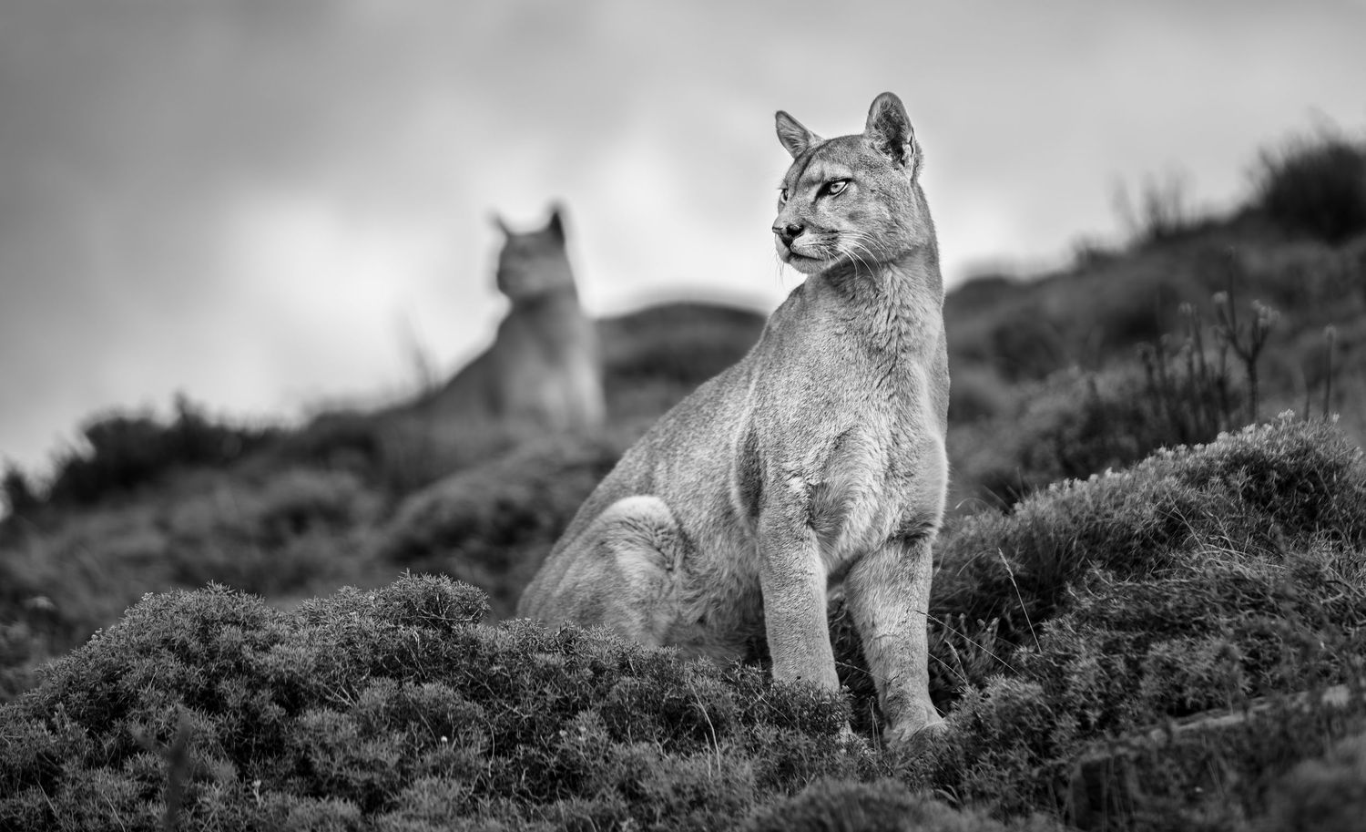 Puma in Torres Del Paine national Park, Chile
