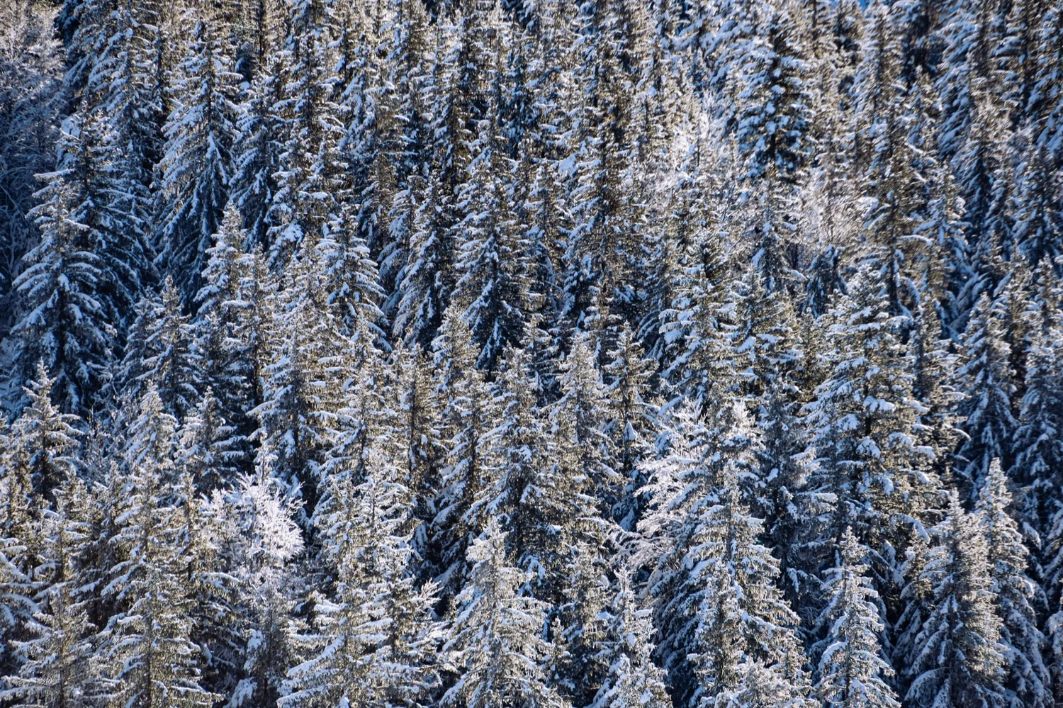 Vue aérienne d'une forêt enneigé.