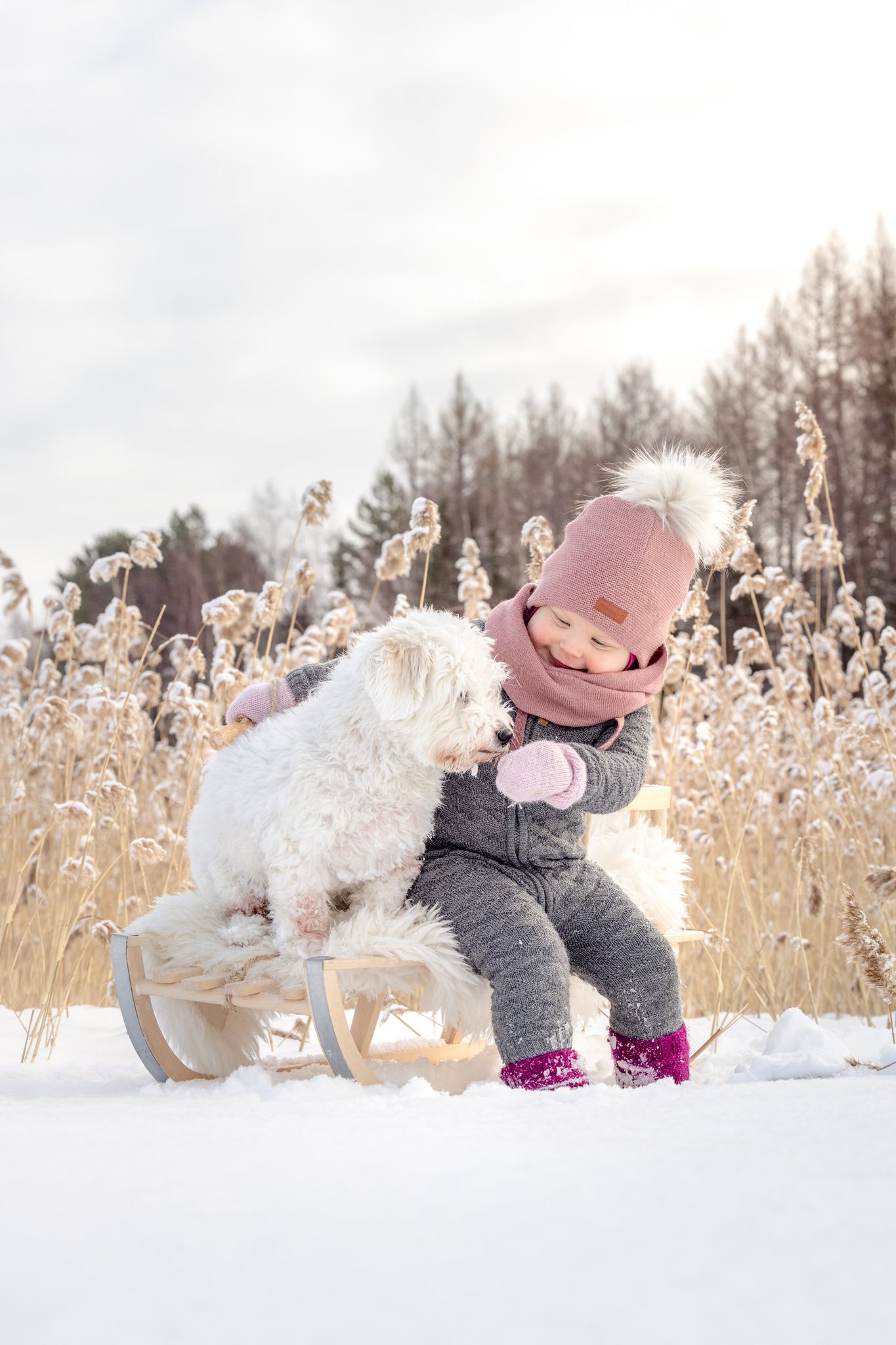 Young girl in pink winter hat and gray outfit plays with white fluffy dog on wooden sled in snowy landscape.