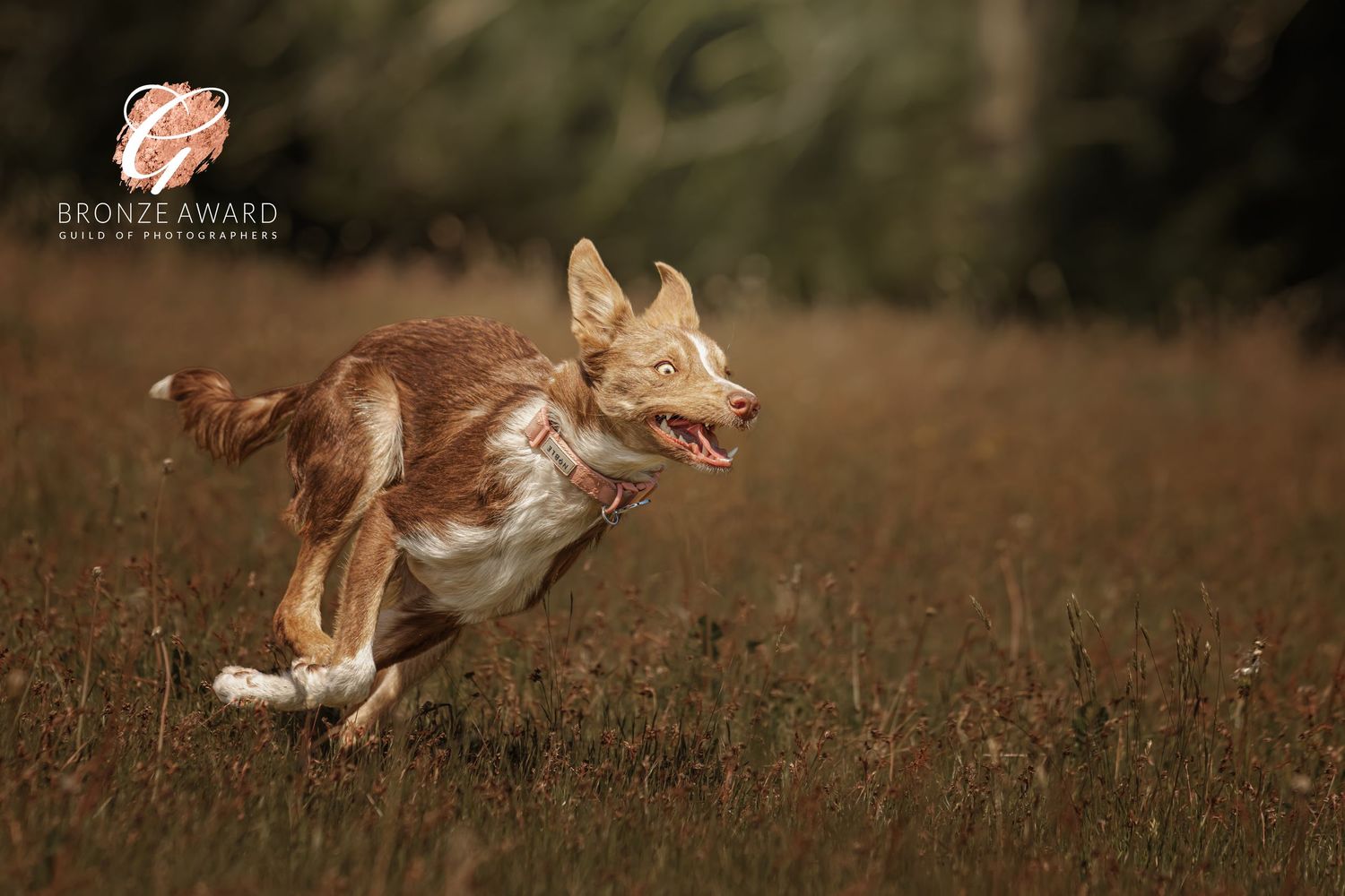 A brown and white dog runs energetically through a grassy field in warm sunlight.