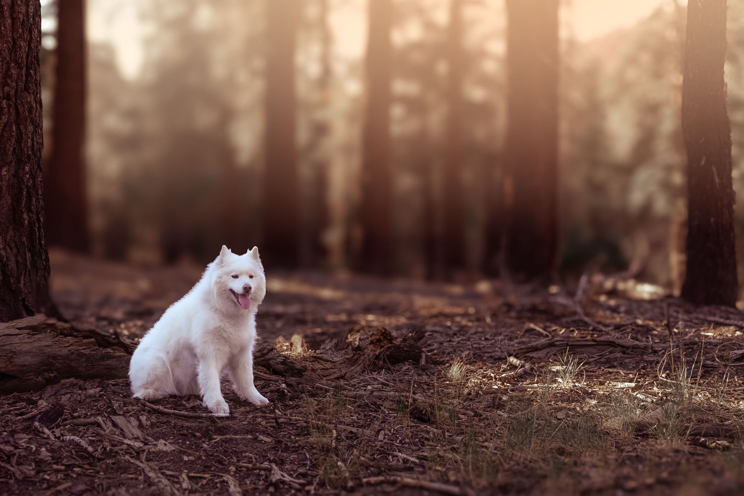 A fluffy white Samoyed dog sits attentively in a wooded forest setting with warm lighting.