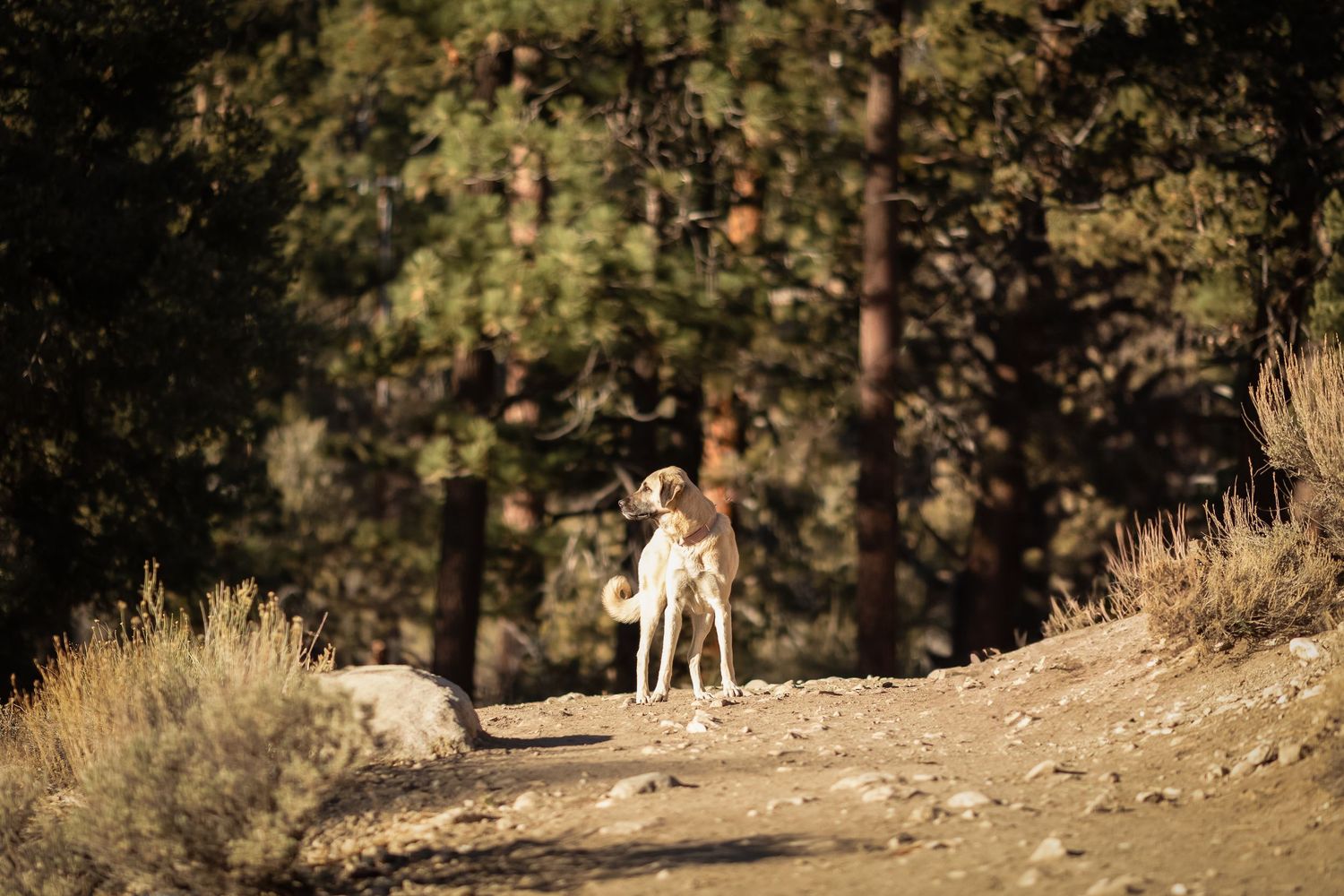 A white dog stands on a dirt path in a sunlit forest setting with tall pine trees in the background.